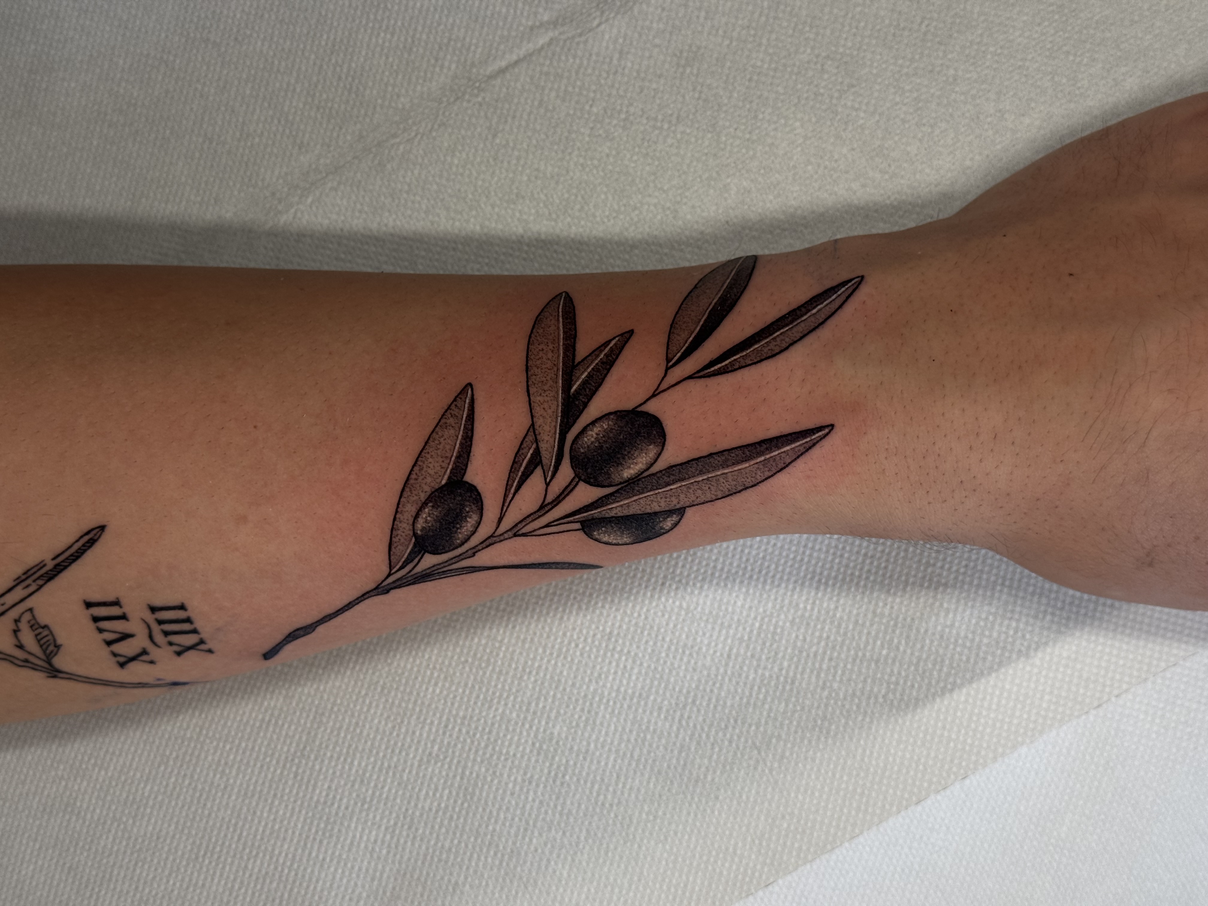 Tatuaggio fine line ramo d'ulivo realizzato da Andrea N. Agnelli da Happy Tattoo Club
